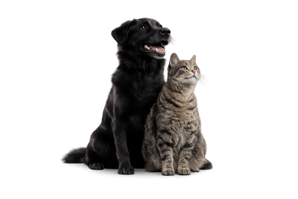 Cão e gato atendidos pelo programa Castra+ MG